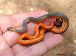 Ringneck Snake Google Search Snake Animal Tumblr Animals Beautiful