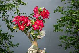 Lucky images and symbols are used to create an environment that is protected from illness, bad fortune, and mishaps. 25 Lucky Plants And Flowers To Buy For Chinese New Year The Singapore Women S Weekly