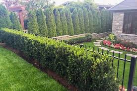 We would like to plant shrubs along our property line for privacy and to screen out the view next door. Evergreen Shrubs For Shade Top 17 Choices In 2020 Shade Shrubs Privacy Landscaping Landscape Design