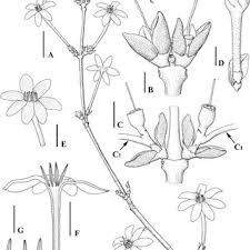 Image result for Coffea mufindiensis