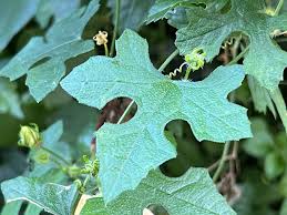 Image result for Coccinia rehmannii