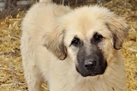 Check spelling or type a new query. Colorado Mountain Dogs Hellobark