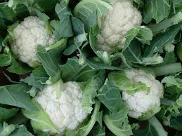 cauliflower ile ilgili görsel sonucu