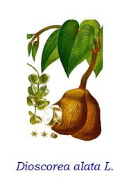 Image result for Dioscorea alata