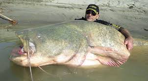 If you're into reading books on you. River Monster Reeled In By Italian Man Weighs In At 280 Space Coast Daily