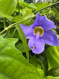 Image result for Thunbergia crispa