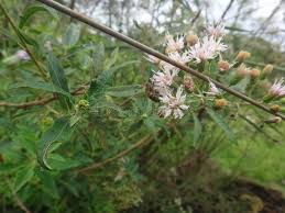 Image result for Vernonia galpinii