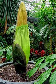 The World S Smelliest Giant Flower Is Getting Ready To Bloom At The Muttart Conservatory April 15 2013 Amorphophallus Titanum Corpse Flower Giant Flowers