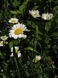 Image result for foto Kopretina