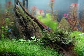 Potted Dwarf Hairgrass Clump – Glass Grown Aquatics