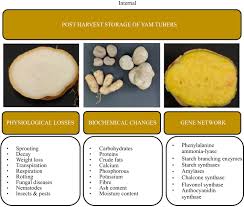 Image result for Dioscorea cayenensis