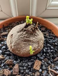 Image result for Salacia erecta