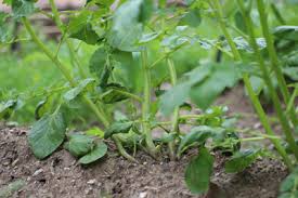 Sie möchten kartoffeln selber pflanzen? Anleitung Kartoffeln Pflanzen Zeitpunkt Abstand Co Gartendialog De