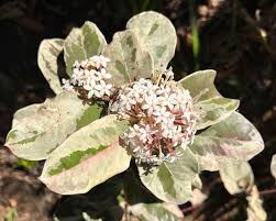 Image result for Acokanthera