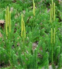 Image result for Lycopodium