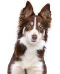 Border Collie Dog Breed Information - American Kennel Club