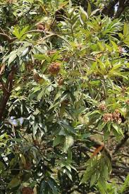 Image result for Syzygium owariense