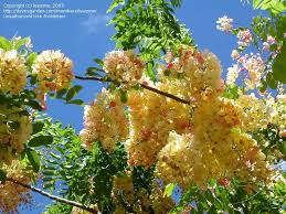 Plantfiles Pictures Rainbow Shower Tree Cassia X Nealiae 1 By Luaizme Flowering Trees Blooming Trees Garden Trees