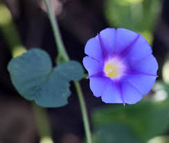 Image result for Ipomoea coptica