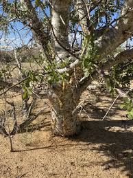 Image result for Commiphora tenuipetiolata