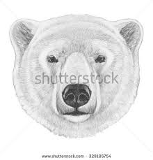 Polar Bear Polar Bear Illustration Polar Bear Tattoo Polar Bear Drawing