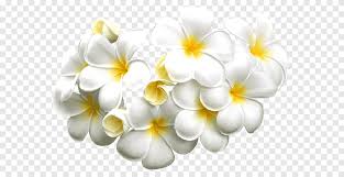 plumeria plumeria white png pngegg plumeria plumeria white png pngegg