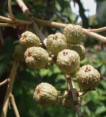 Image result for Meiostemon tetrandrus