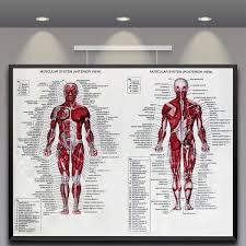 details about human body muscle anatomy system poster anatomical chart educational poster