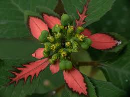 Image result for Senecio pachyrhizus