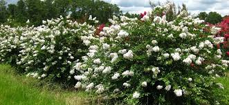 Showy blooms on new wood. Crapemyrtle Cultivars For North Florida Gardening In The Panhandle