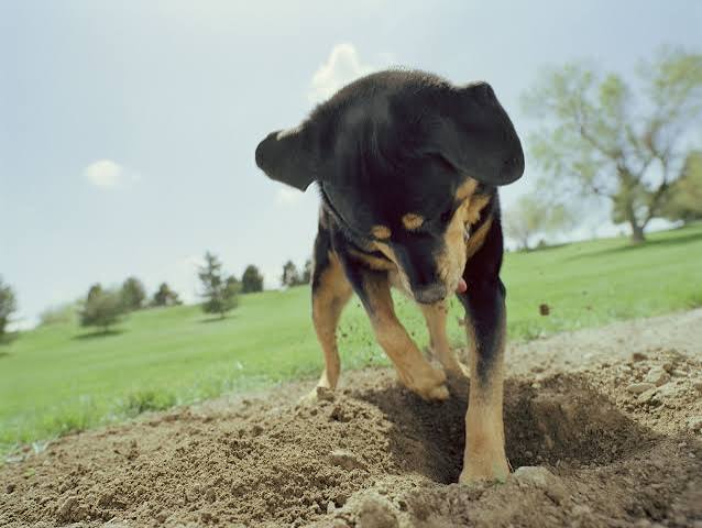 Why Do Puppies Dig and What Can You Do About It?