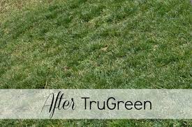 Trugreen is a respected national lawn care company that has been around since 1973. Trugreen Before And After Our Experience A Helicopter Mom