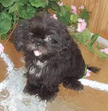 The coat comes in a variety of colors including black, beige, red, and white and tends to be high maintenance, especially if kept to a longer cut. Small Black Shih Tzu Chihuahua Mix Puppy Female For Sale In Dallas Texas Classified Americanlisted Com