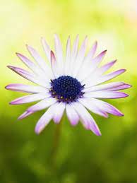 Aster Photographic Print Angela Drury Art Com Aster Flower Birth Month Flowers Birth Flowers