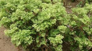 Image result for Polyscias fruticosa