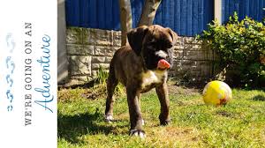 Check spelling or type a new query. Poppy Our 9 Week Old Brindle Boxer Puppy Youtube