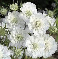 Scabiosa Caucasica Miss Willmott With Images Flower Garden Moon Garden White Gardens