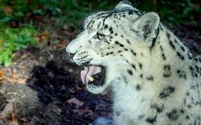 Aussi difficile à observer qu'à. Telechargez Des Fonds D Ecran Felins Gratuits Wallpapers