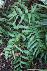 Image result for Terminalia phanerophlebia
