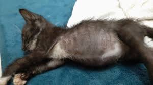Worms may cause a buildup of fluid or air in your pet's abdomen that can be both painful and unsightly. My Kitten Have Swollen Belly Vet Said That Its Because Of Many Feaces In The Stomach Also My Kitten Has Fever And His Nerve Has Petcoach