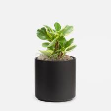 Image result for Peperomia molleri