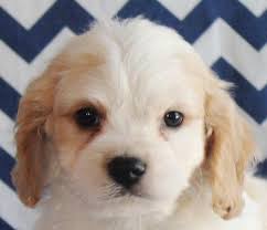 How many puppies does a cavachon dog have? 99 Cavachon Dogs For Sale In Illinois L2sanpiero