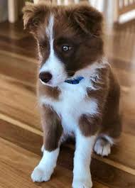 brown border collie puppy bordercollie puppyideas border kolli milye shenki shenki