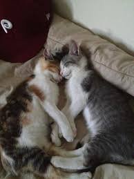 Exhausted From A Grueling Day Of Being Too Cute By Wonesy Via Reddit Cute Cats Cats I Love Cats