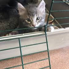 BRONX COUNTY ANIMAL HOSPITAL