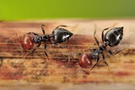 carpenter ants carpenter ant infestation
