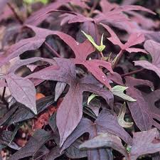Image result for Ipomoea venosa