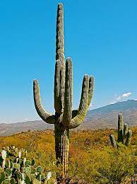 Read below to find out! Prickly Pear And Saguaro Cacti In Saguaro National Park Arizona Photograph By Ruth Hager