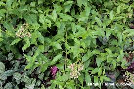 Image result for Cestrum × cultum