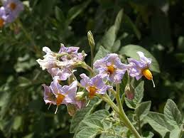 Image result for Solanum memphiticum